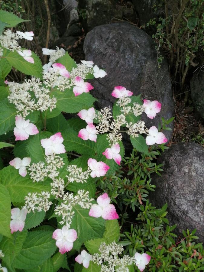 ゲストハウス山本 Gifu Buitenkant foto